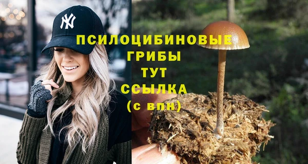 стаф Алзамай